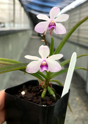 Holcoglossum flavescens x Vanda coerulescens