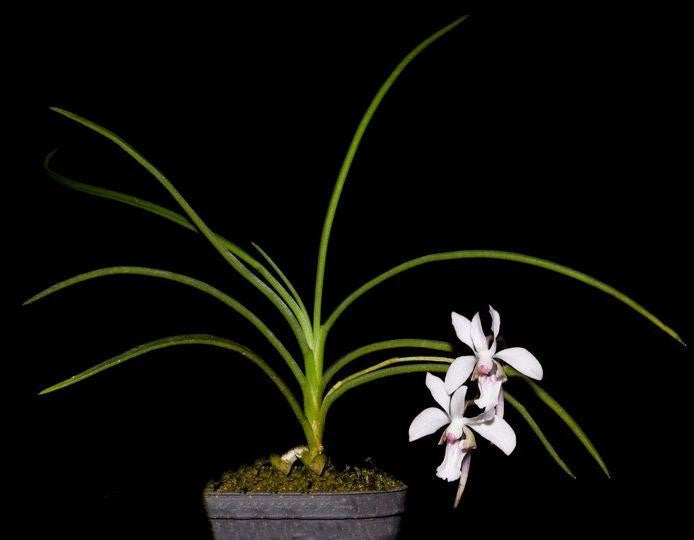 Holcoglossum lingulatum