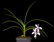 Holcoglossum lingulatum