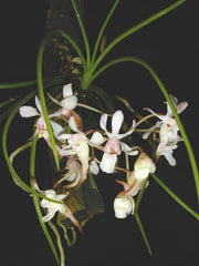 Holcoglossum lingulatum x rupestre