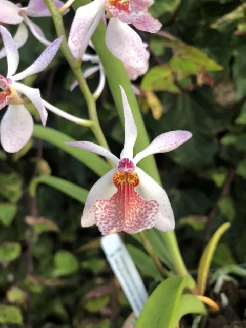 Holcoglossum subulifolium x Rhynchostylis gigantea