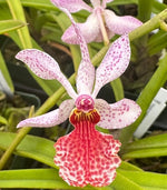 Carica l&#39;immagine nel visualizzatore Galleria, Holcoglossum subulifolium x Rhynchostylis gigantea
