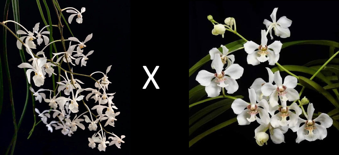 Holcoglossum subulifolium x Vanda barnesii