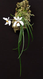 Carica l&#39;immagine nel visualizzatore Galleria, Holcoglossum wangii
