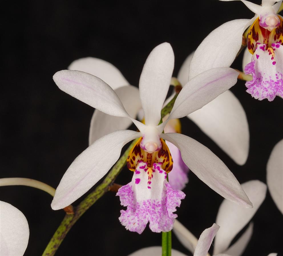 Holcoglossum wangii x amesianum