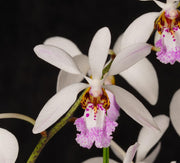 Holcoglossum wangii x amesianum