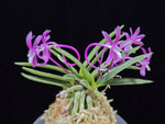 Load image into Gallery viewer, Neofinetia falcata 'Honghyeon' 홍현 紅玄