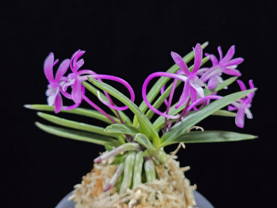 Neofinetia falcata 'Honghyeon' 홍현 紅玄