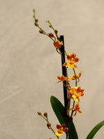 Carica l&#39;immagine nel visualizzatore Galleria, Howeara Mini-Primi (Rodricidium Primi x Leochilus oncidioides)
