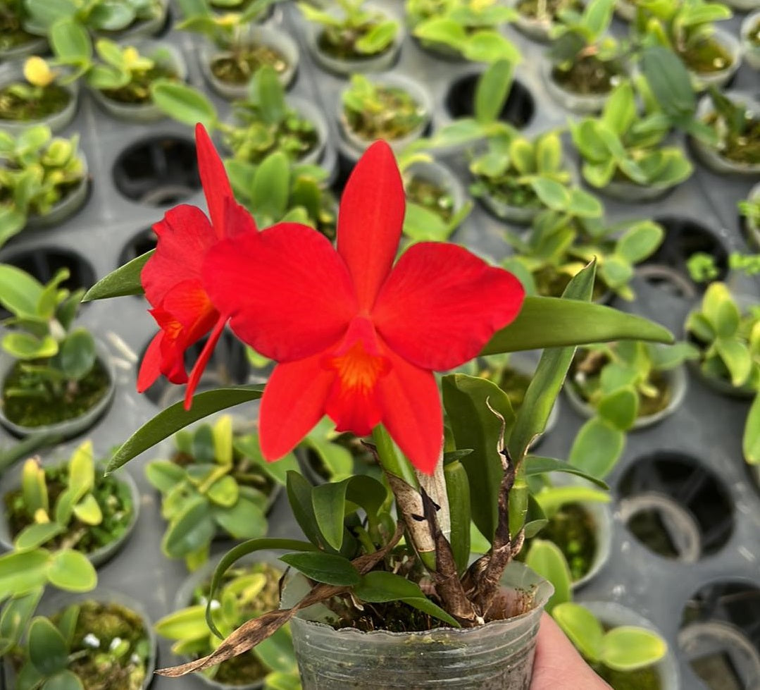 Cattleya Hsinying Mini Fire (Ctt. Cluster Fire × C. coccinea)