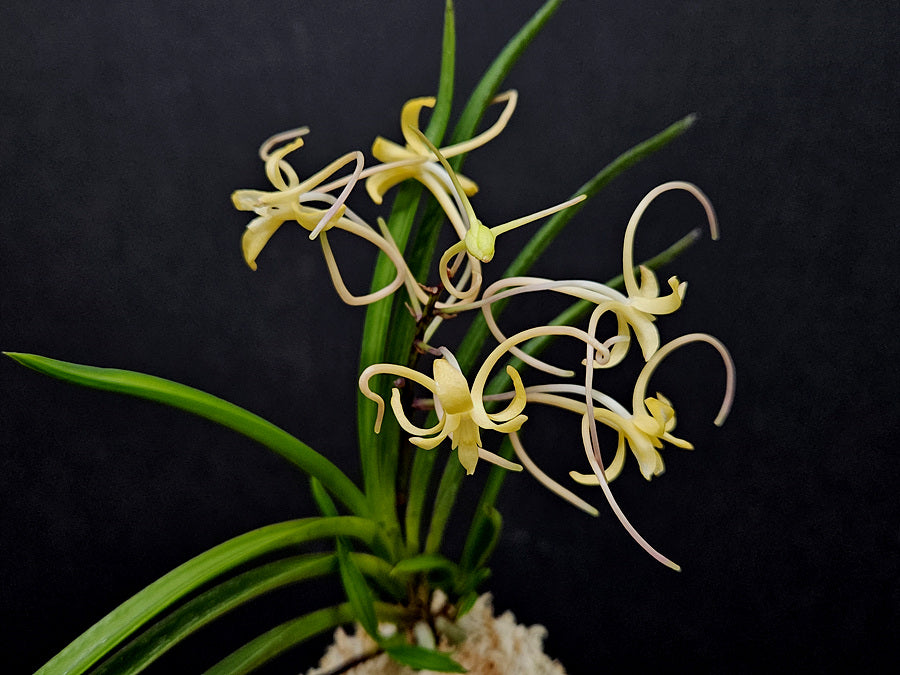 Neofinetia falcata 'Hwangjiyeon' 황지연 黃池淵