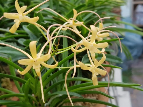 Neofinetia falcata 'Hwangjiyeon' 황지연 黃池淵