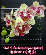 Load image into Gallery viewer, Phalaenopsis I-Hsin Spot Leopard (peloric)
