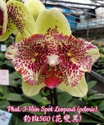 Load image into Gallery viewer, Phalaenopsis I-Hsin Spot Leopard (peloric)
