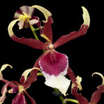 Carica l'immagine nel visualizzatore Galleria, Aliceara Eurostar (Aliceara Tahoma Glacier x Oncidium schroederianum)