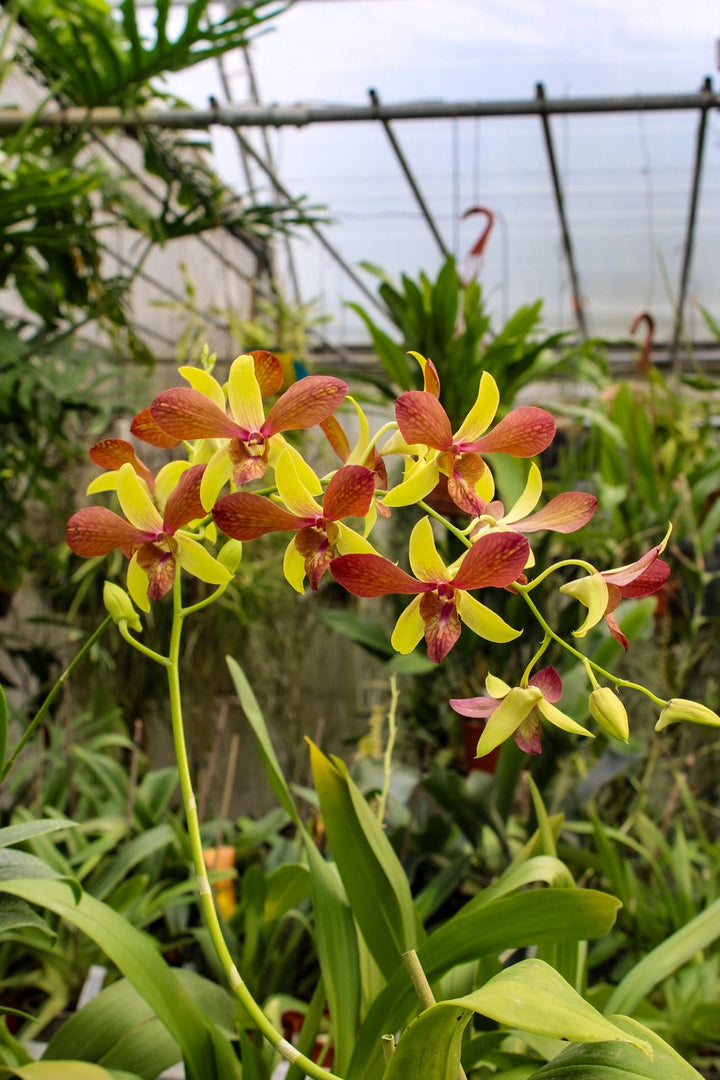 Dendrobium Alisun Summer