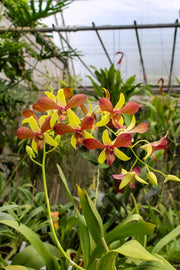 Dendrobium Alisun Summer