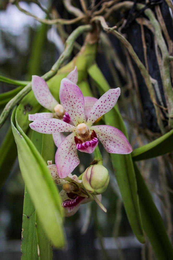 Vanda pumila x Rhynchostylis gigantea