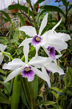 Carica l'immagine nel visualizzatore Galleria, Cattleya (syn. Laelia) purpurata var. werkhauseri