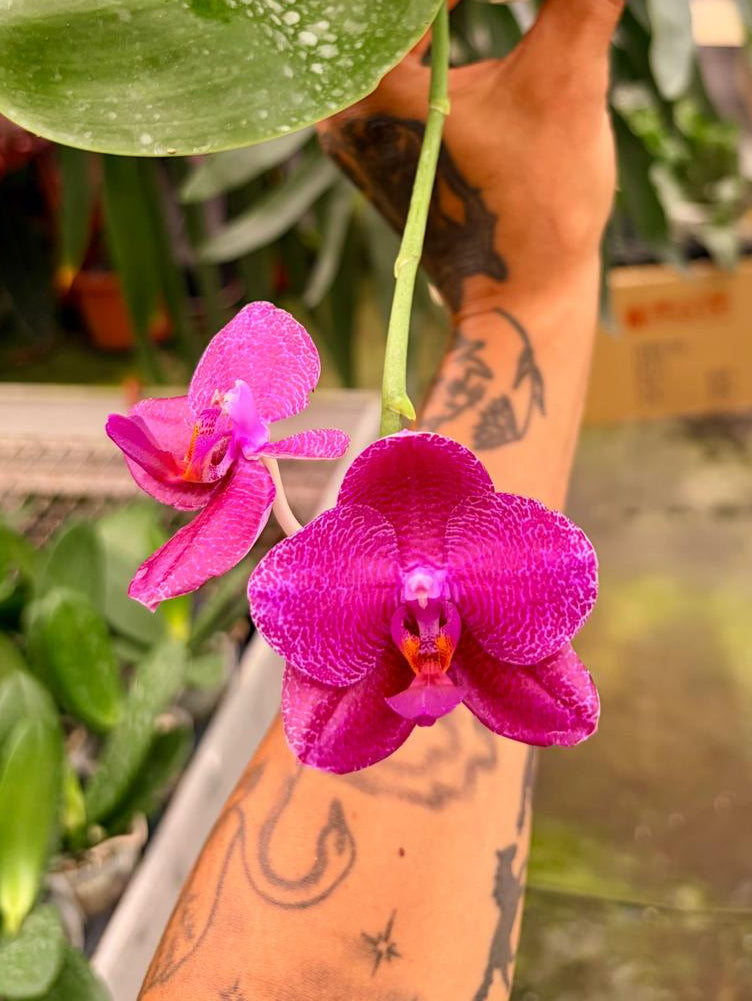Phalaenopsis Mituo King ‘Big Pink’ (Clone) Mainshow