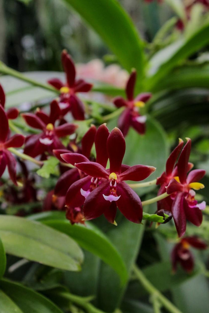 Phalaenopsis Valentinii (Phal. violacea 'indigo' x Phal. cornu-cervi)