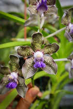 Load image into Gallery viewer, Vanda Mimi Palmer