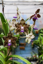 Load image into Gallery viewer, Vanda Mimi Palmer