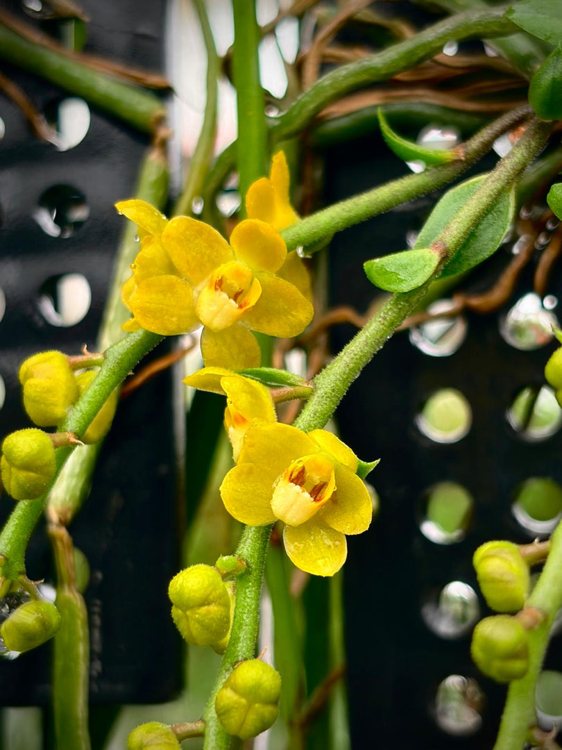 Chiloschista parishii 'Nakornpanom' syn. nakornpanomensis