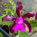 Chargez l'image dans la visionneuse de galerie, Cattleya leopoldii 'Schokoladenprinz SM/DOG' x leopoldii 'Dark Prince'
