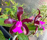 Chargez l'image dans la visionneuse de galerie, Cattleya leopoldii 'Schokoladenprinz SM/DOG' x leopoldii 'Dark Prince'