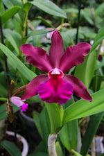 Carica l'immagine nel visualizzatore Galleria, Cattleya bicolor x Blc. Toshie Aoki - Br Orquidea