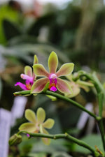 Carica l'immagine nel visualizzatore Galleria, Phalaenopsis honghenensis x violacea