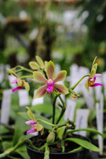 Carica l'immagine nel visualizzatore Galleria, Phalaenopsis honghenensis x violacea