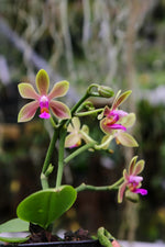 Carica l'immagine nel visualizzatore Galleria, Phalaenopsis honghenensis x violacea