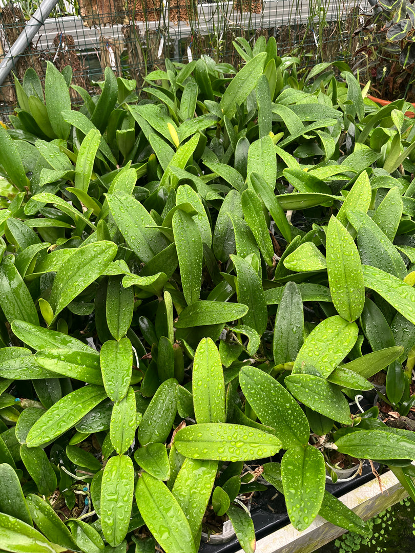 Cattleya quadricolore var. coerulea x C. schilleriana var. coerulea