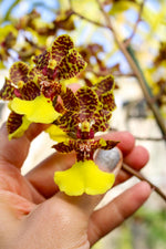Carica l'immagine nel visualizzatore Galleria, Trichocentrum Kuquat (Trichocentrum splendidum × Trichocentrum Haematochilum)