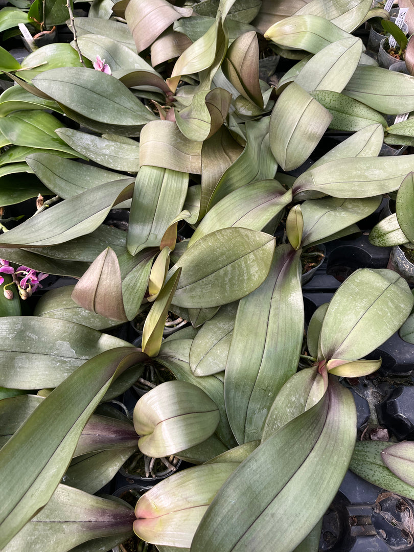 Phalaenopsis Bronze Maiden 'Rio' (schilleriana x mannii 'Black')