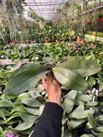 Load image into Gallery viewer, Phalaenopsis Bronze Maiden 'Rio' (schilleriana x mannii 'Black')