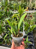 Carga la imagen en el visor de la Galería, Cattleya mossiae tipo