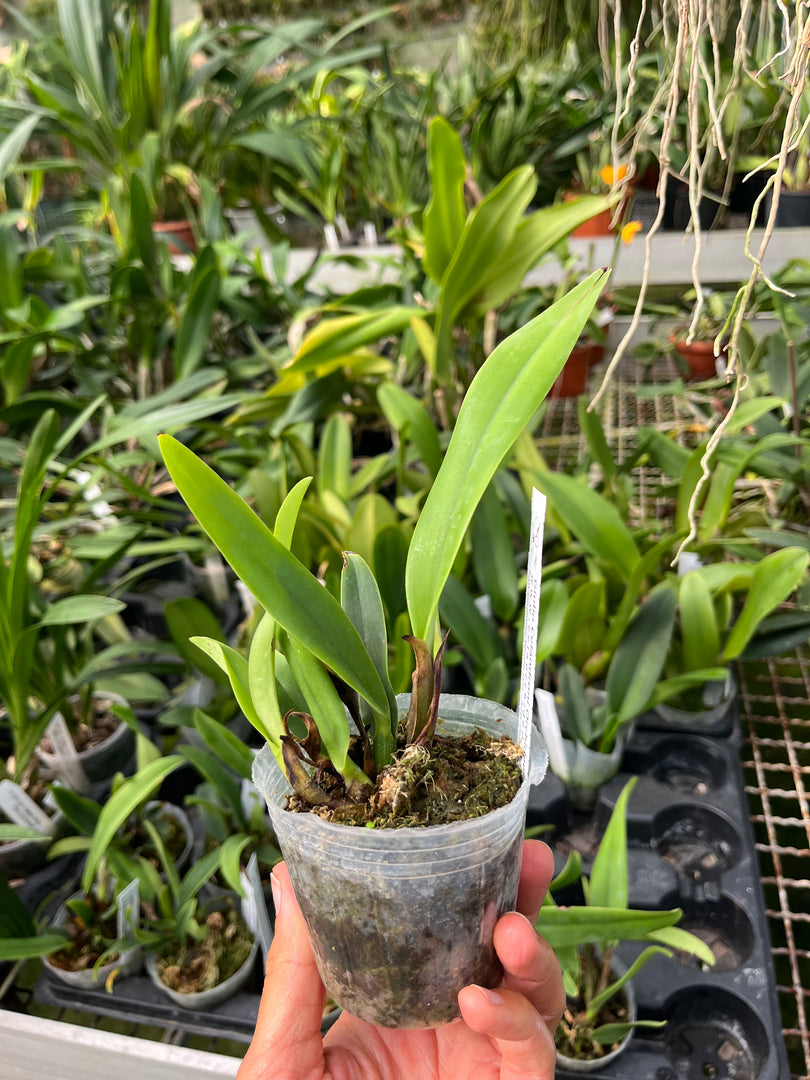 Cattleya mossiae tipo