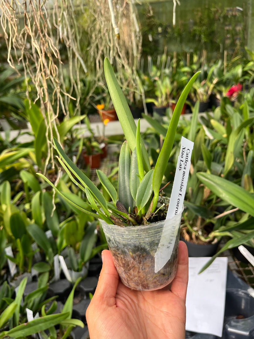 Cattleya mossiae var. coerulea
