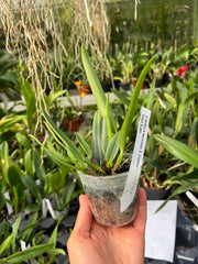 Cattleya mossiae var. coerulea