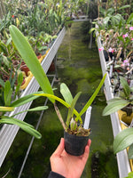 Carga la imagen en el visor de la Galería, Cattleya trianaei var. concolor