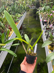 Cattleya trianaei var. concolor