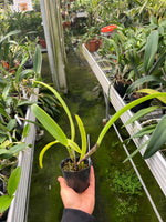 Carga la imagen en el visor de la Galería, Cattleya trianaei f. albescens