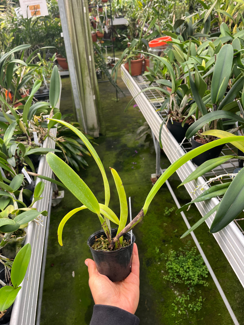 Cattleya trianaei f. albescens