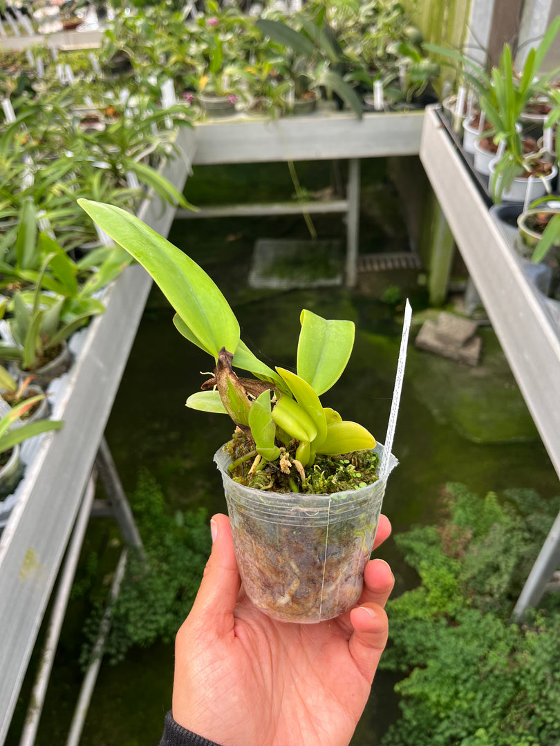 Cattleya trianaei f. coerulea