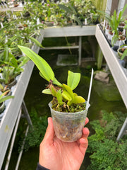 Cattleya trianaei f. coerulea