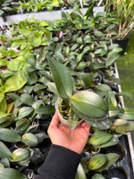 Load image into Gallery viewer, Phalaenopsis Buddha's Treasure