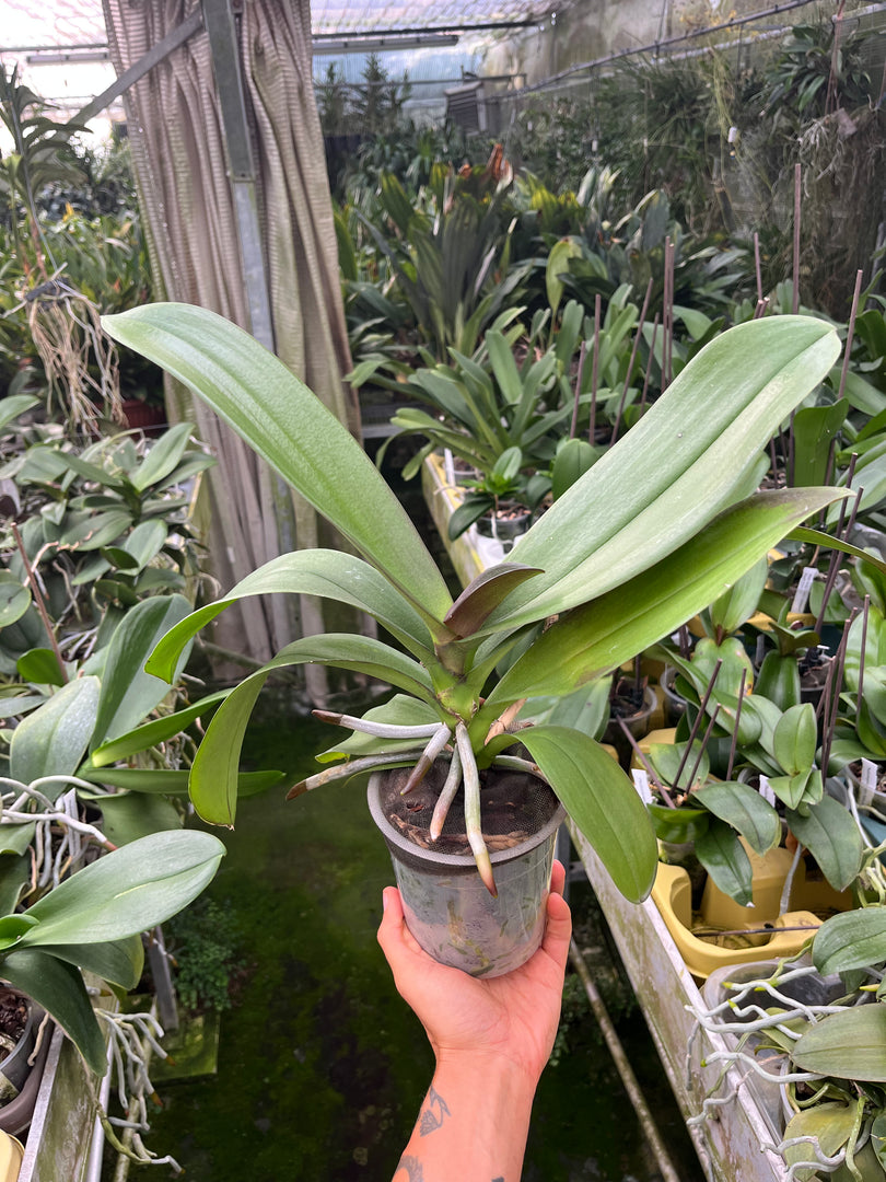 Phalaenopsis ibrida colore mix
